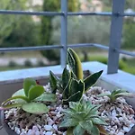 Lejlighed Raya Garden *